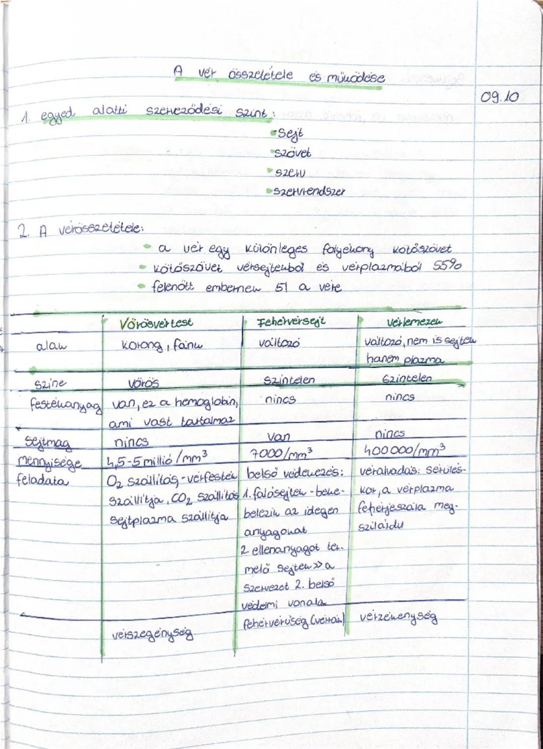 A vér szerepe és alkotórészei: Ismerd meg a tested működését