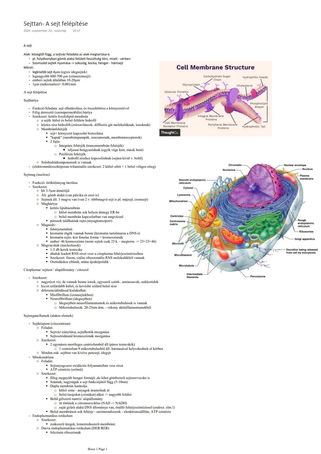 Sejttan- A sejt felépítése
2024. szeptember 22, vasárnap
10:17
A sejt
Alak: közegtől függ, a sejtváz feladata az alak megtartása is
pl. foly