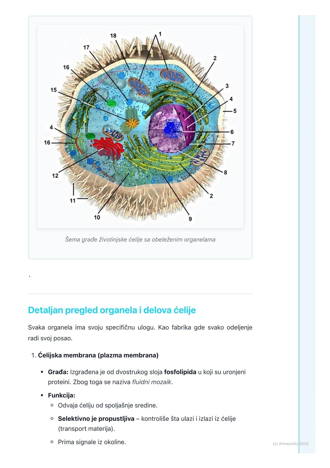 # Građa eukariotske ćelije

Građa eukariotske ćelije

Eukariotske ćelije su složenije od prokariotskih. One imaju pravo, membranom
odvojeno 