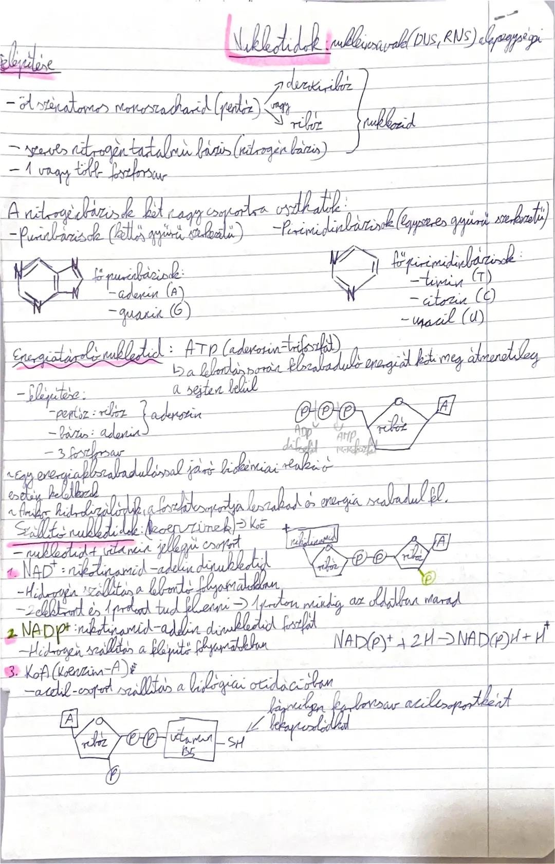 ## Blazeitere
## Nukleotidok nukleinsavak (DNS, RNS) felépítése
- 1 darab 5 szénatomos monoszacharid (pentóz) vagy ribóz nukleozid
- széles