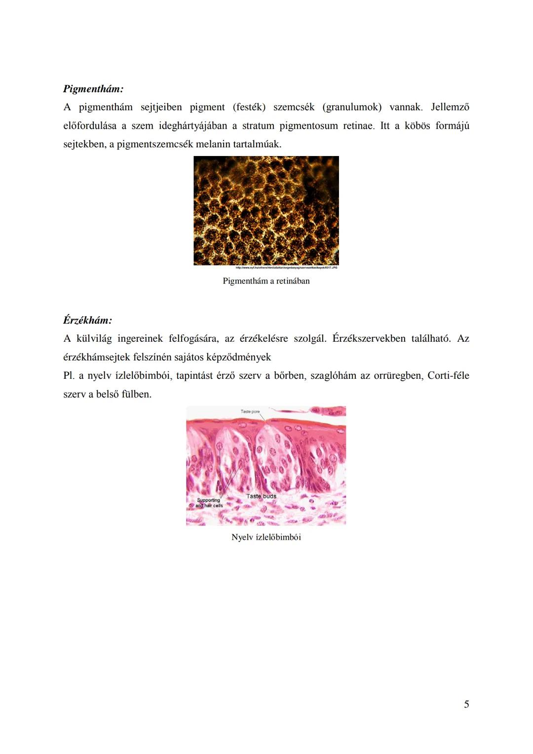 ANATÓMIA I.
1. TÉTEL
SZÖVETTAN: HÁMSZÖVETEK
(CSOPORTOSÍTÁS, ELNEVEZÉS ALAPJA, FEDŐHÁMOK, MIRIGYHÁM,
PIGMENTHÁM, ÉRZÉKHÁM JELLEMZÉSE ÉS ELŐFO