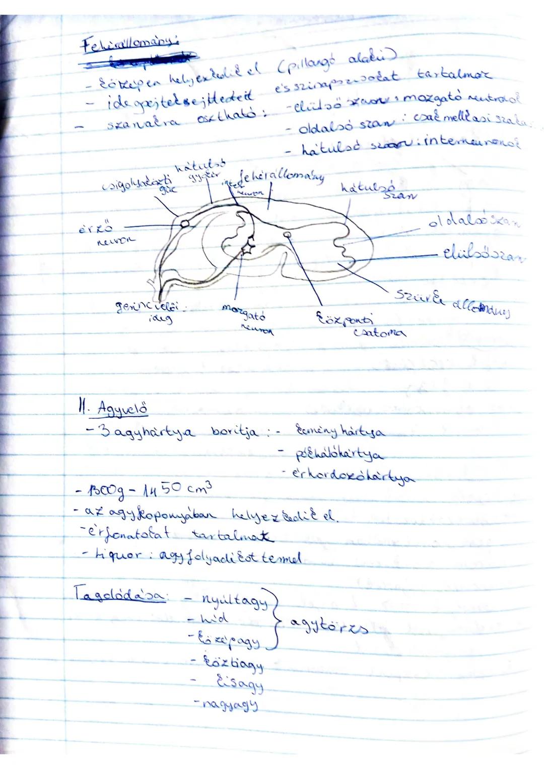 --- OCR Start ---
Idegrendszer
Központi idegrendszer:
agy
genircielő
agyidegek
genincuelői
idegek
érződuc
érződuc
vegetativduc
Szomatikus
-a