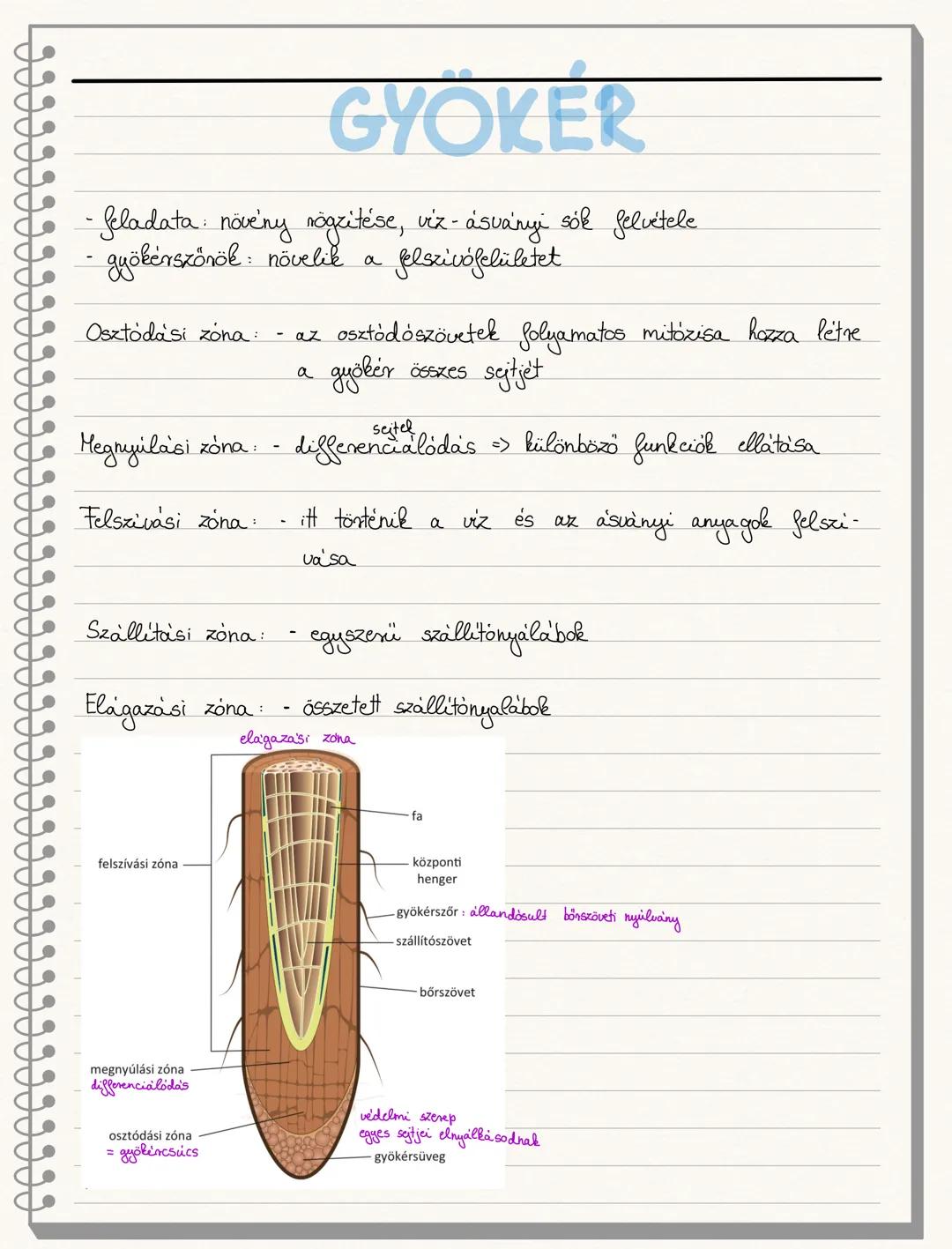 NYITVATERMOK
- új szervek: virág, módosult levelekből álló, korlátolt növekedésű
szaportóhajtás
- mag: virágos növények magkezdeményéből fej