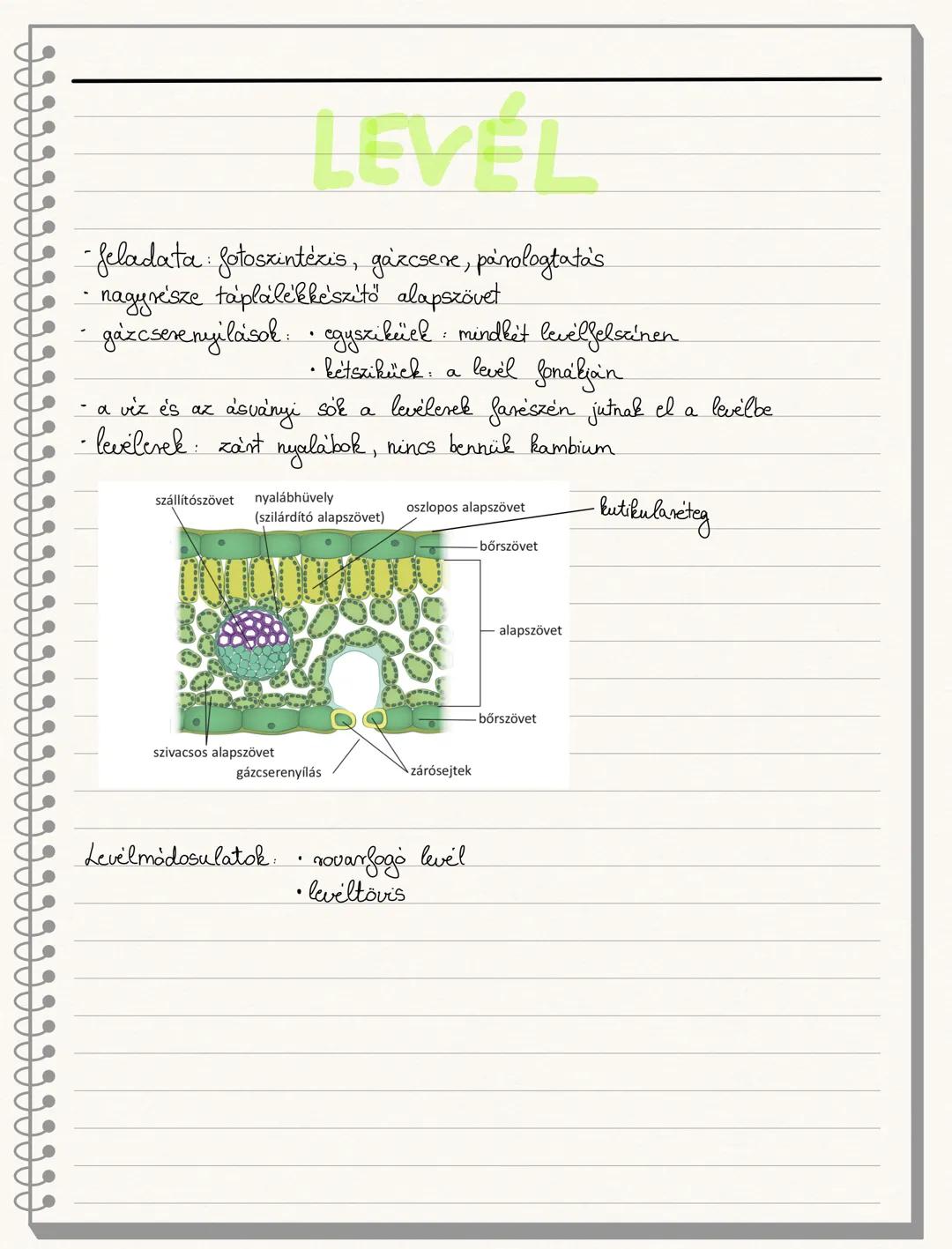 NYITVATERMOK
- új szervek: virág, módosult levelekből álló, korlátolt növekedésű
szaportóhajtás
- mag: virágos növények magkezdeményéből fej