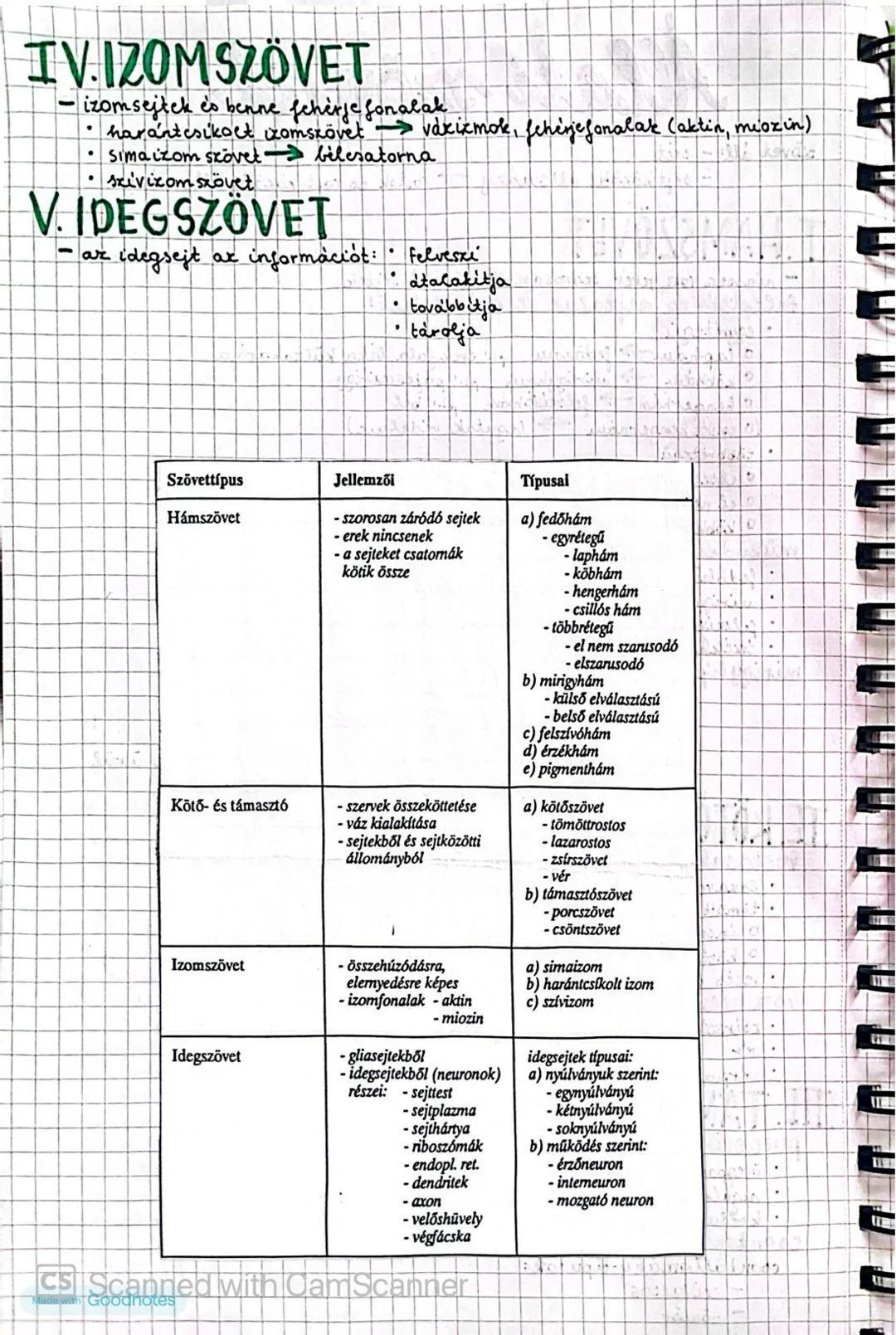 Allati szövetek
szövet áll: - sejt
sejt közötti állomány → rostok és rost közötti állomány
I.HAMSZÖVET
- nincsen rost, vétek, szorosan illes