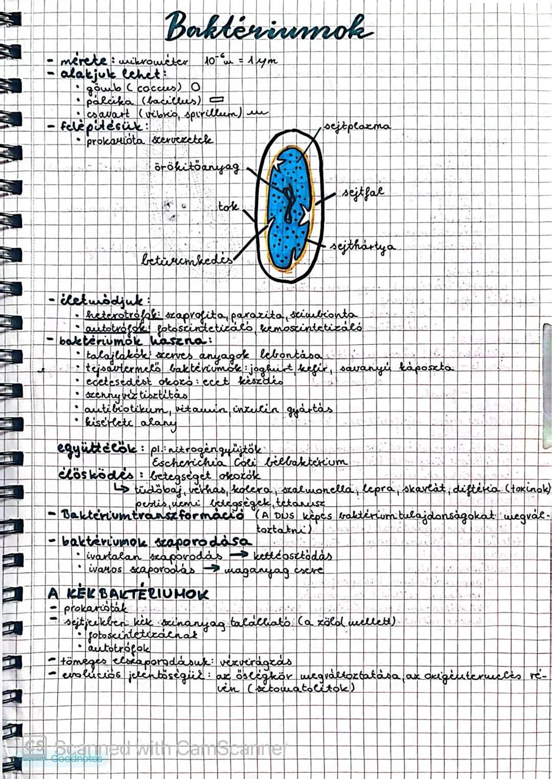 # Baktériumok
- mérete: mikrométer $10^{-6}m = 1 \mu m$
- alakjuk lehet:
- gömb (coccus) O
- pálcika (bacillus) |
- csavart (vibrio, s