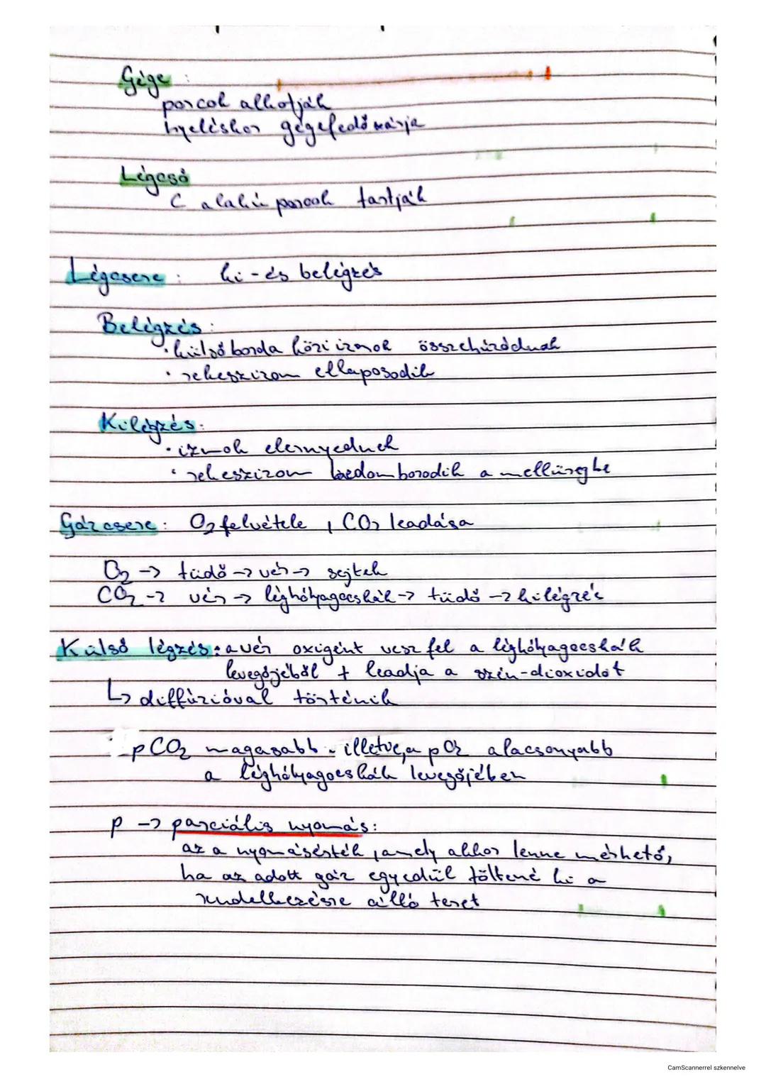 -égkés szervrendszere
Felis légutak
onüreg -> garat
Alsó légutak
gége -> légező -> hörgő
Csillós hámszövet { onüreg, légező, hörgőrendszer
n
