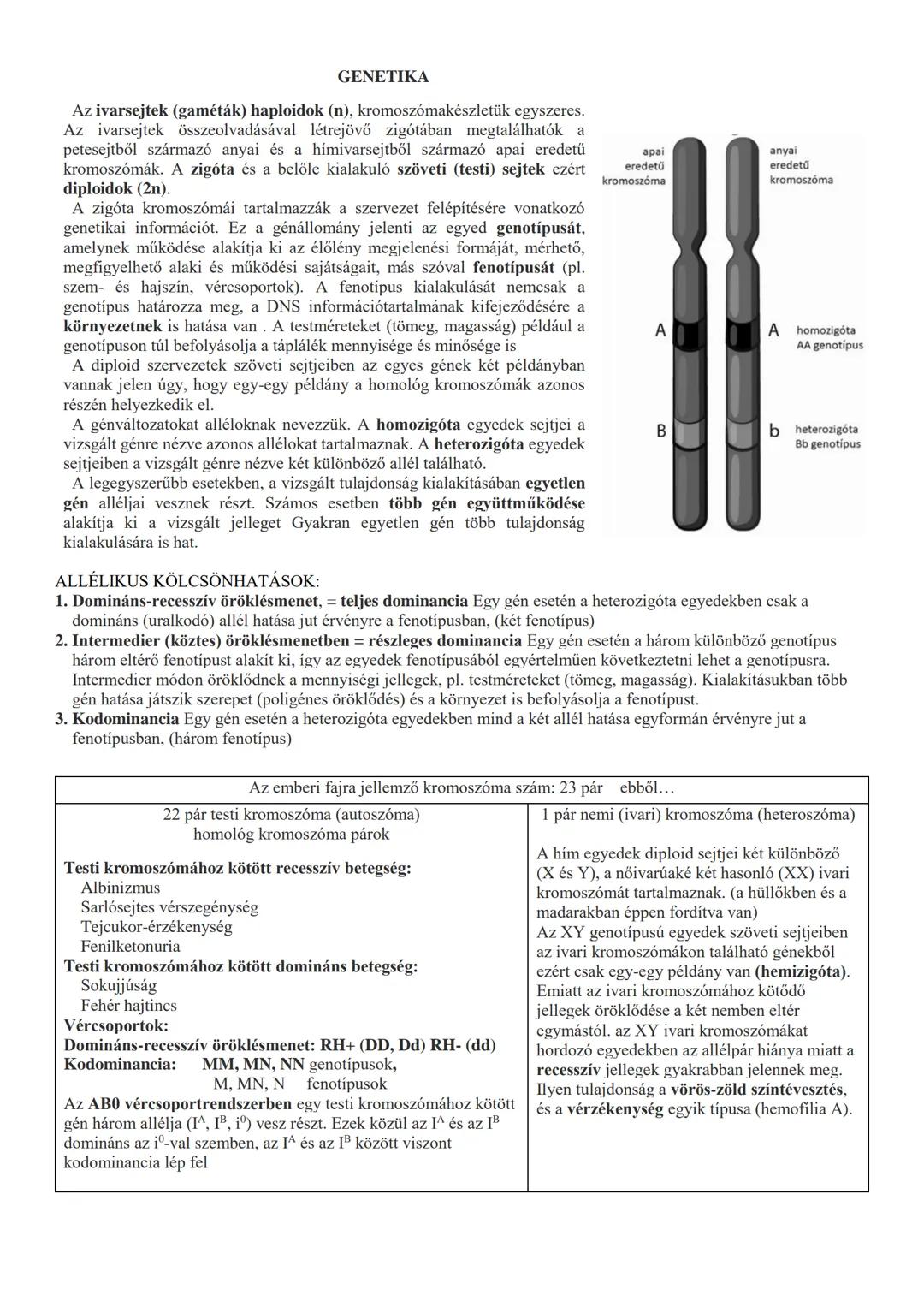 GENETIKA
Az ivarsejtek (gaméták) haploidok (n), kromoszómakészletük egyszeres.
Az ivarsejtek összeolvadásával létrejövő zigótában megtalálha