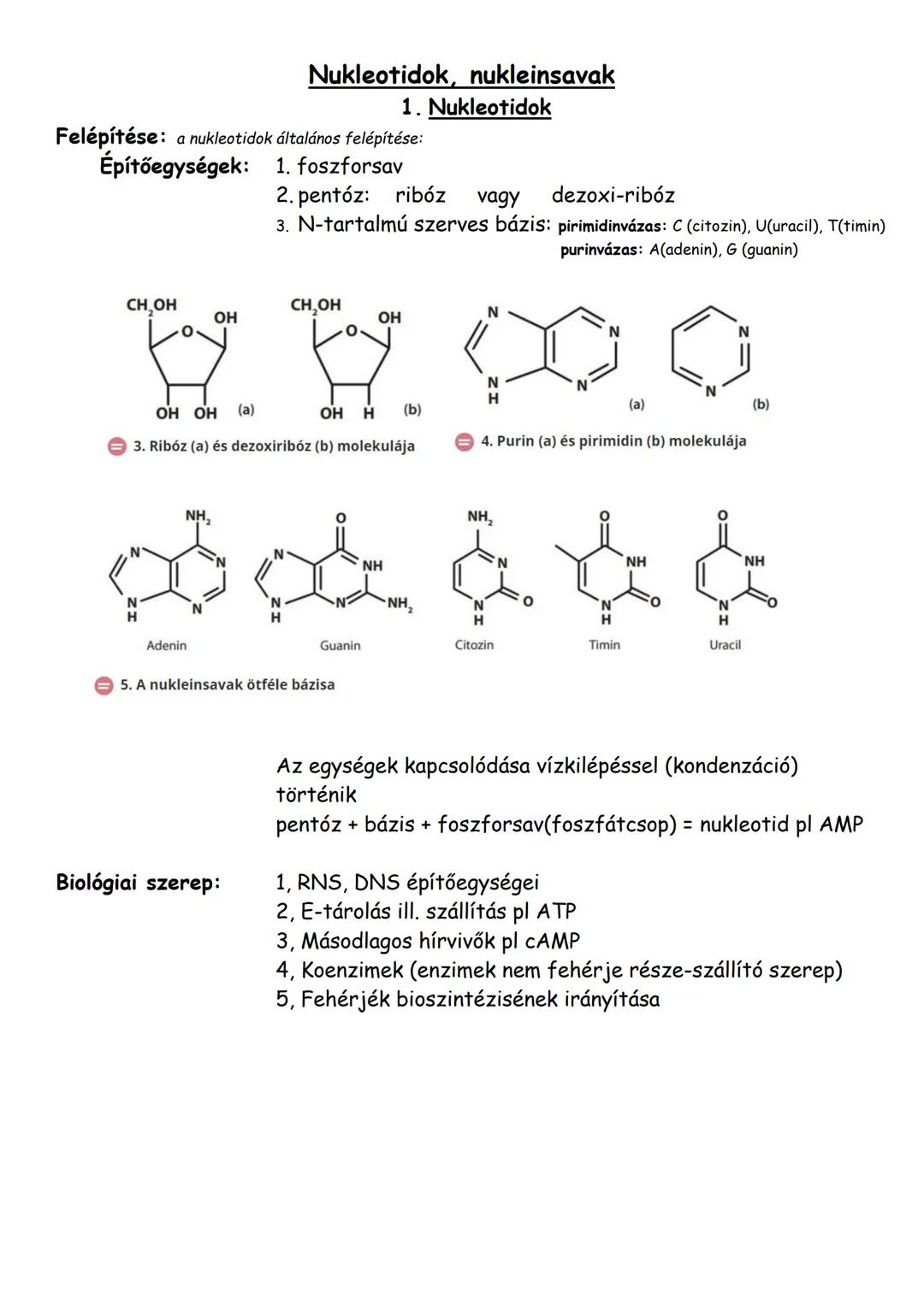 Nukleotidok, nukleinsavak
1. Nukleotidok
Felépítése: a nukleotidok általános felépítése:
Építőegységek: 1. foszforsav
2. pentóz: ribóz vagy