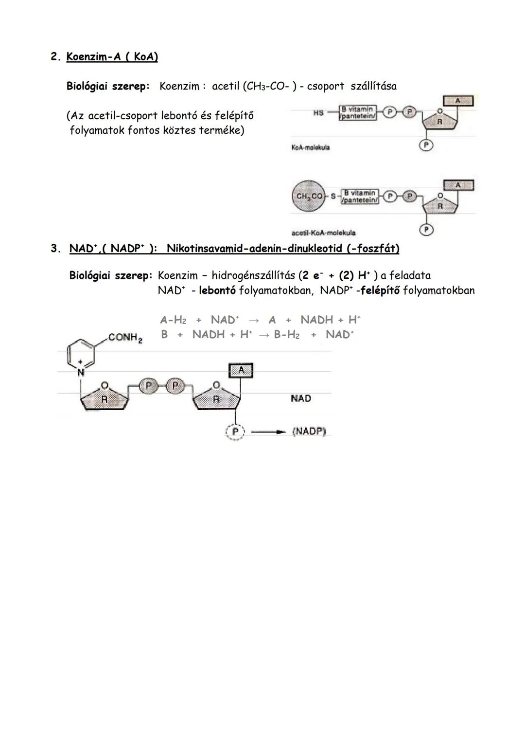 Nukleotidok, nukleinsavak
1. Nukleotidok
Felépítése: a nukleotidok általános felépítése:
Építőegységek: 1. foszforsav
2. pentóz: ribóz vagy