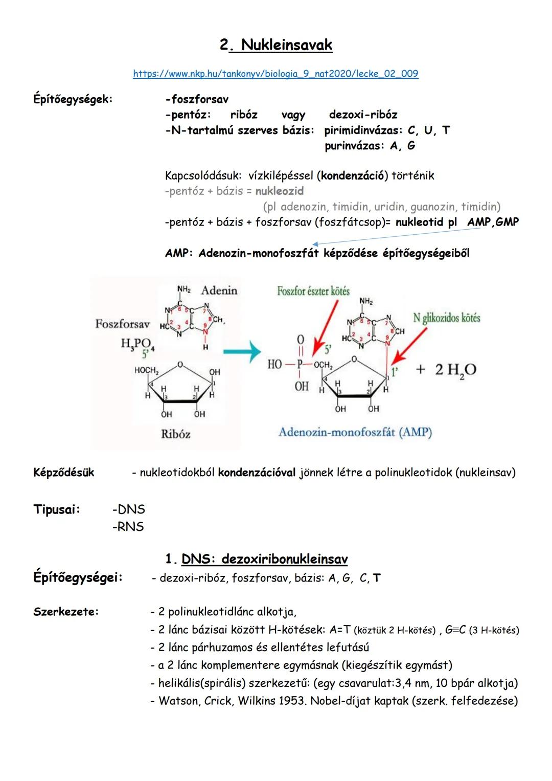 Nukleotidok, nukleinsavak
1. Nukleotidok
Felépítése: a nukleotidok általános felépítése:
Építőegységek: 1. foszforsav
2. pentóz: ribóz vagy