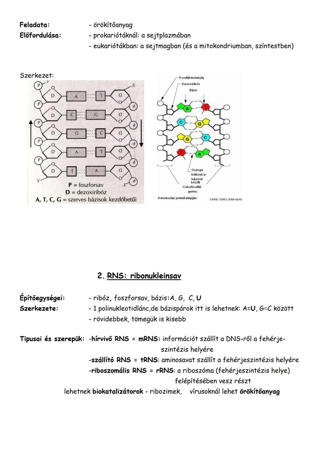 Nukleotidok, nukleinsavak
1. Nukleotidok
Felépítése: a nukleotidok általános felépítése:
Építőegységek: 1. foszforsav
2. pentóz: ribóz vagy
