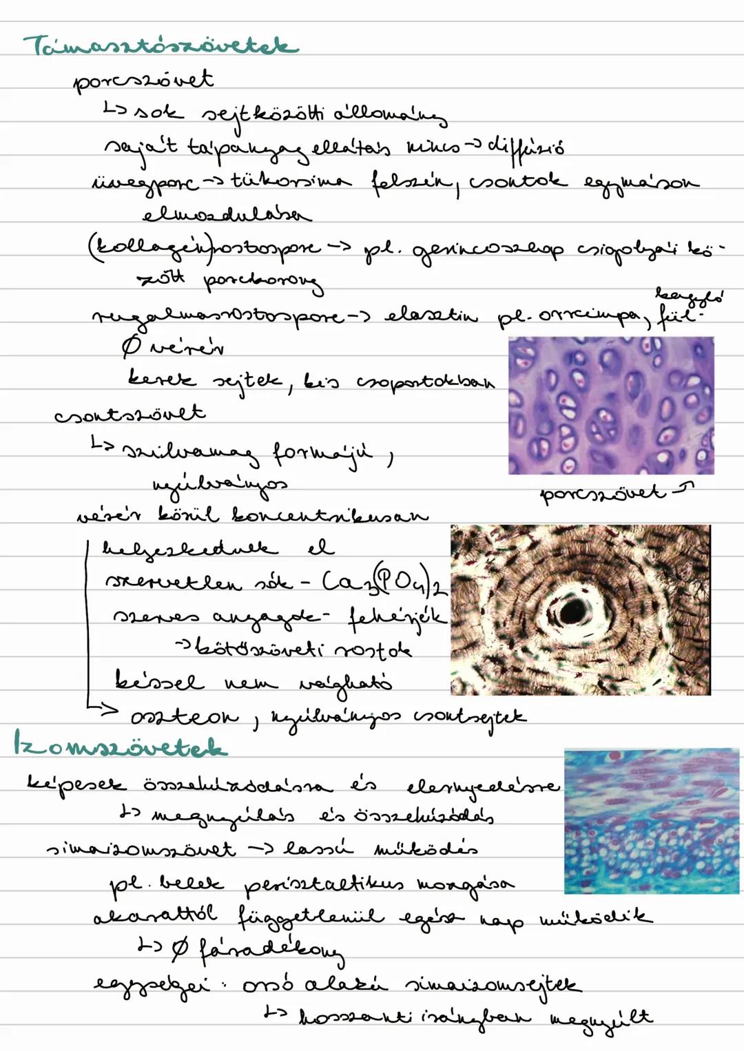 # Állati szövetek
- **hám**
- **kötő- és támasztó szövet**
- rostos
- tömött rostos
- porc
- csont
- **izom**
- sima