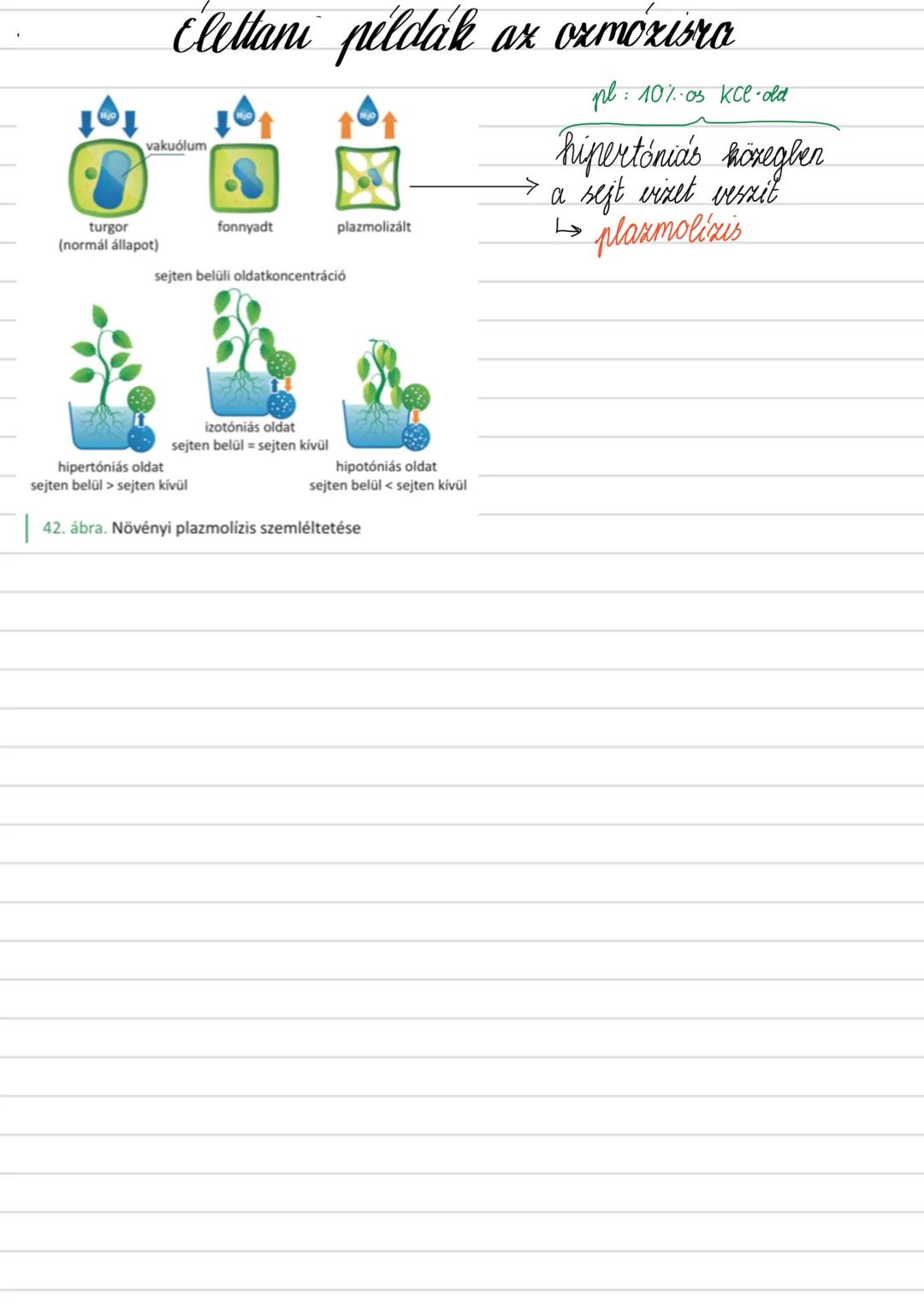 Sejtek kémiai összetétele
BIOGÉN ELEMEK
C H O N (P, S)
•az élő rendszert felépítő és anyagcserében
résztvevő elemek
az élet SZÉN alapú
→ mer