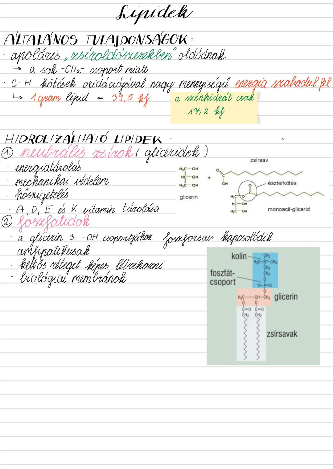 Sejtek kémiai összetétele
BIOGÉN ELEMEK
C H O N (P, S)
•az élő rendszert felépítő és anyagcserében
résztvevő elemek
az élet SZÉN alapú
→ mer