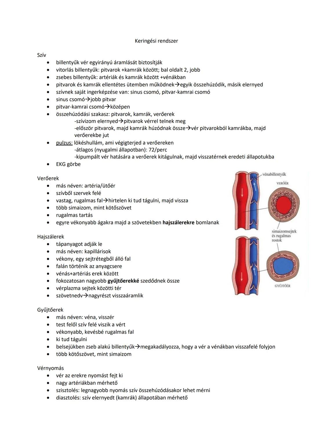 ## Keringési rendszer
### Szív
* billentyűk vér egyirányú áramlását biztosítják
* vitorlás billentyűk: pitvarok +kamrák között; bal oldalt
