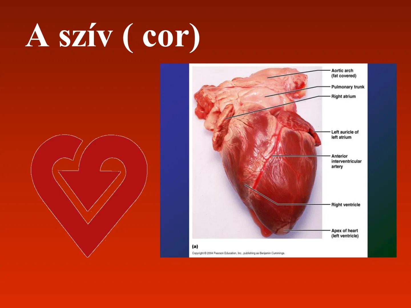 A szív (cor)
Aortic arch
(fat covered)
Pulmonary trunk
Right atrium
Left auricle of
left atrium
Anterior
interventricular
artery
Right ventr