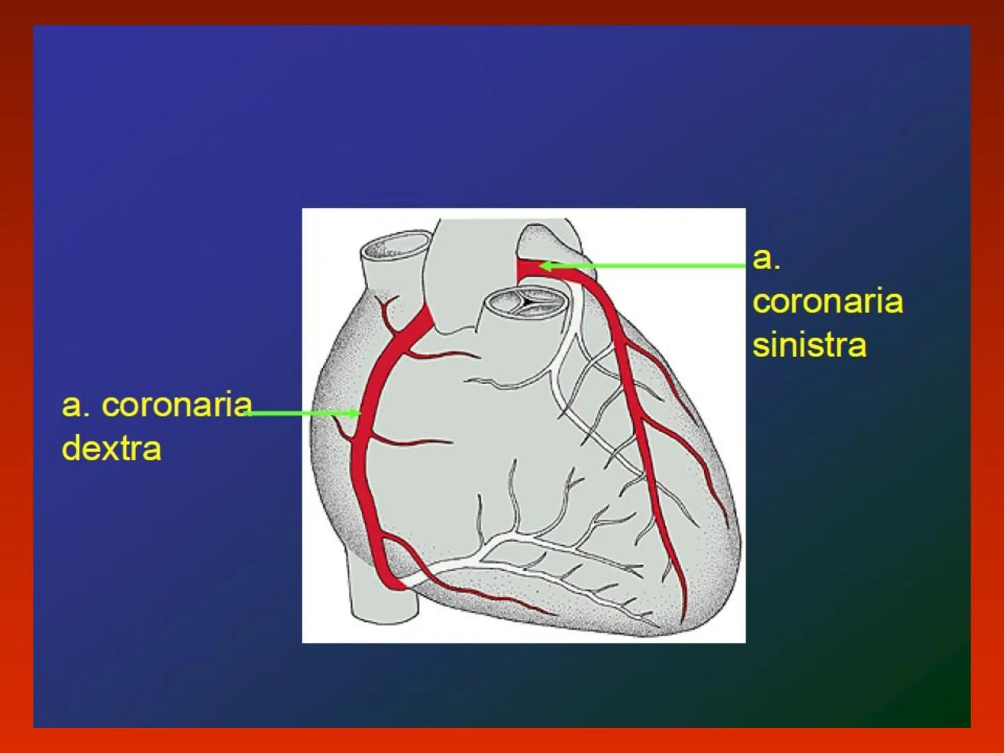 A szív (cor)
Aortic arch
(fat covered)
Pulmonary trunk
Right atrium
Left auricle of
left atrium
Anterior
interventricular
artery
Right ventr