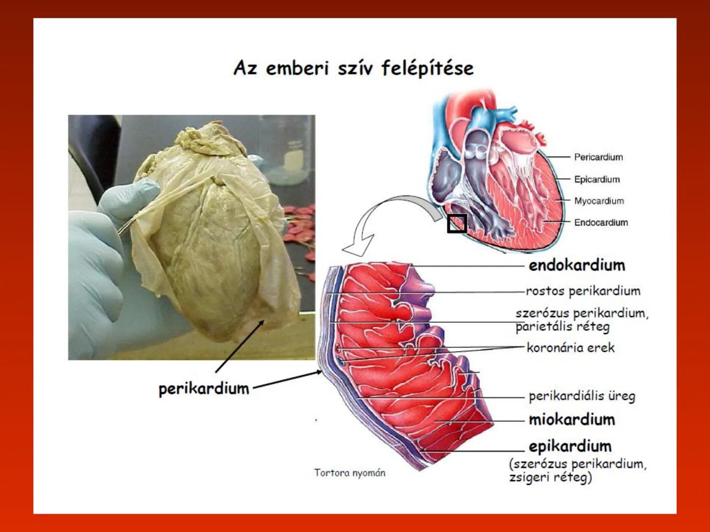 A szív (cor)
Aortic arch
(fat covered)
Pulmonary trunk
Right atrium
Left auricle of
left atrium
Anterior
interventricular
artery
Right ventr
