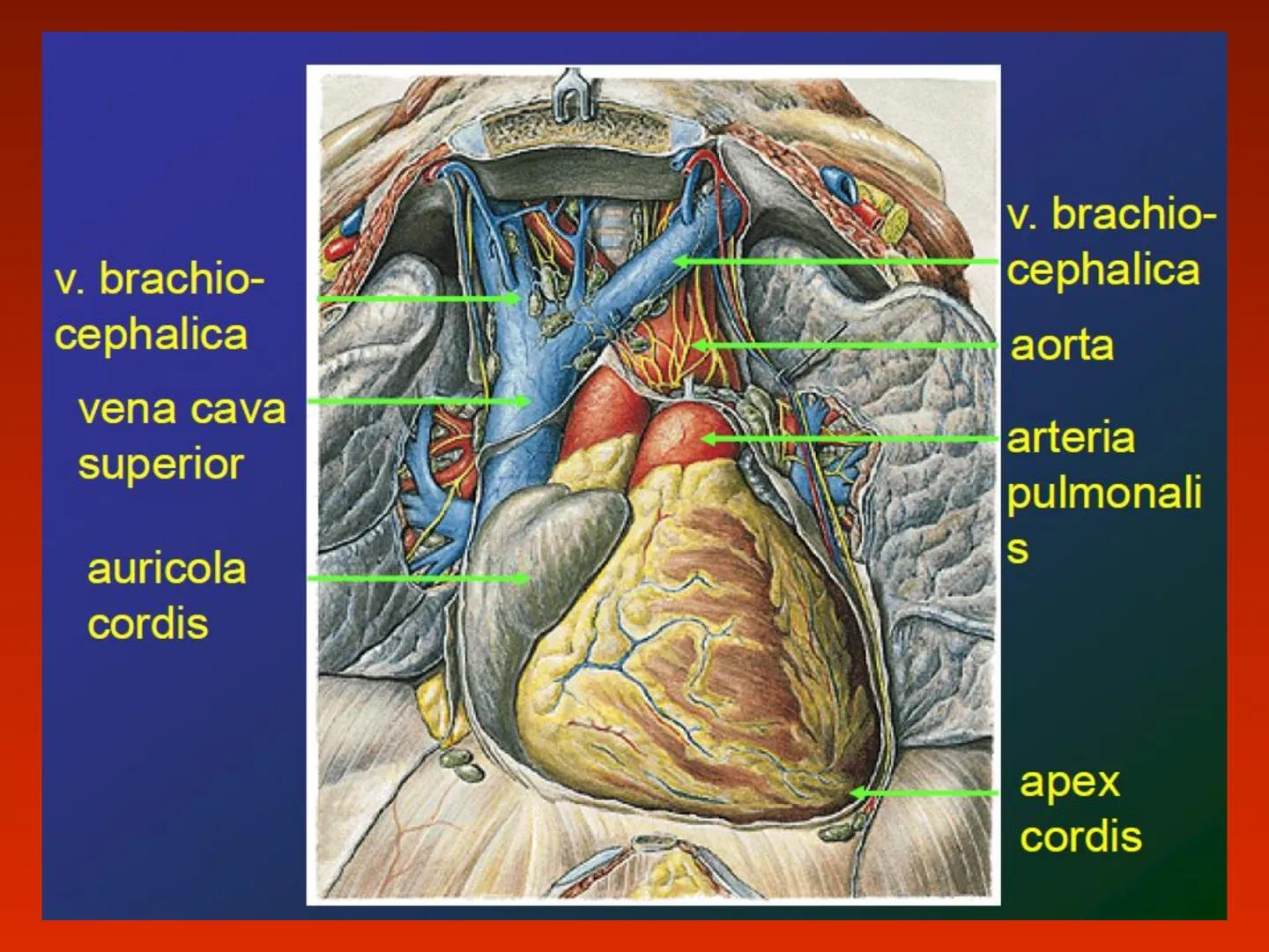 A szív (cor)
Aortic arch
(fat covered)
Pulmonary trunk
Right atrium
Left auricle of
left atrium
Anterior
interventricular
artery
Right ventr