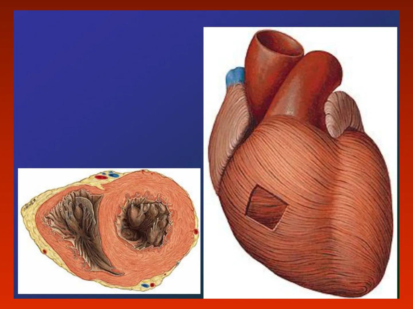A szív (cor)
Aortic arch
(fat covered)
Pulmonary trunk
Right atrium
Left auricle of
left atrium
Anterior
interventricular
artery
Right ventr
