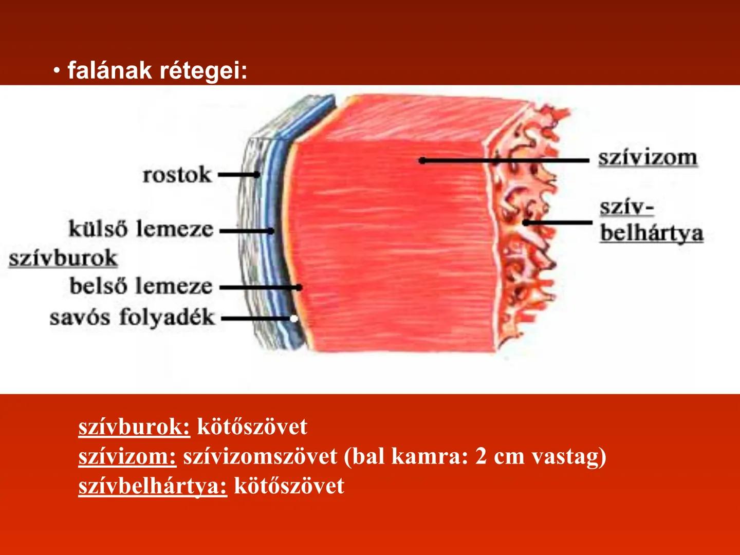 A szív (cor)
Aortic arch
(fat covered)
Pulmonary trunk
Right atrium
Left auricle of
left atrium
Anterior
interventricular
artery
Right ventr