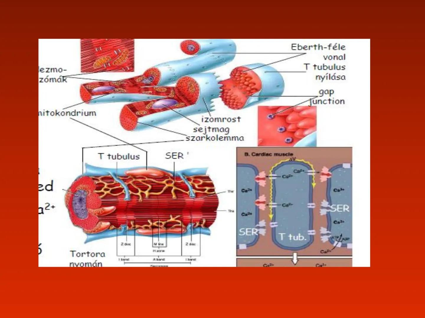 A szív (cor)
Aortic arch
(fat covered)
Pulmonary trunk
Right atrium
Left auricle of
left atrium
Anterior
interventricular
artery
Right ventr