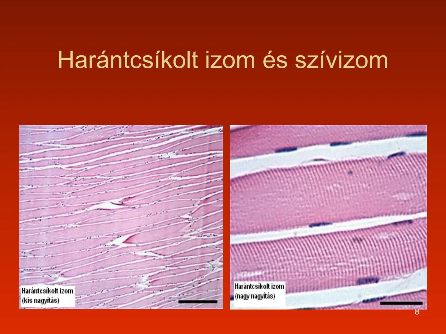 A szív (cor)
Aortic arch
(fat covered)
Pulmonary trunk
Right atrium
Left auricle of
left atrium
Anterior
interventricular
artery
Right ventr