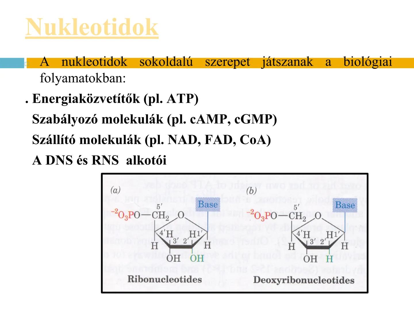 ## NUKLEOTIDOK,
## NUKLEINSAVAK # Nukleotidok
A nukleotidok sokoldalú szerepet játszanak a biológiai
folyamatokban:
- Energiaközvetítők (p