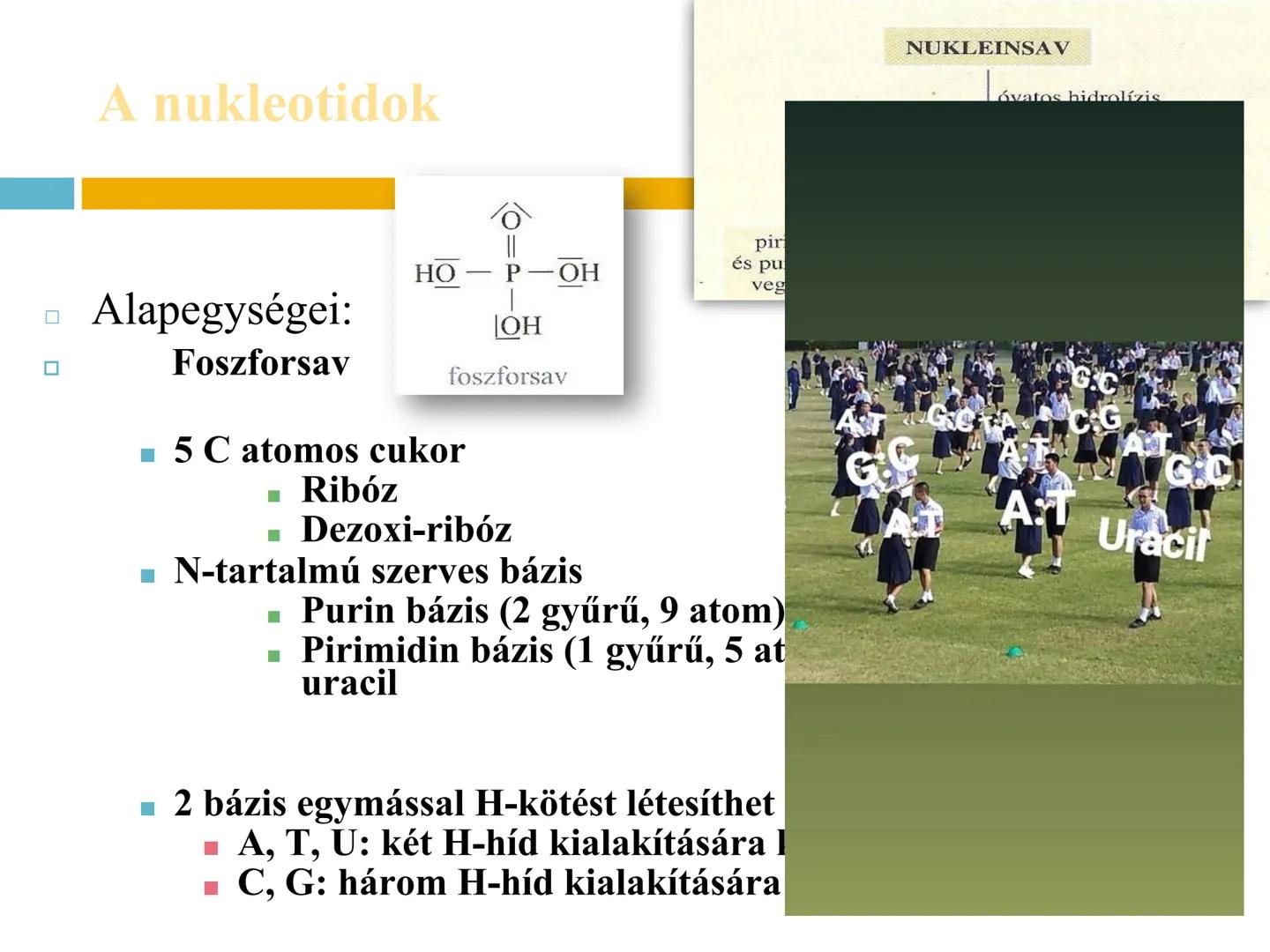 ## NUKLEOTIDOK,
## NUKLEINSAVAK # Nukleotidok
A nukleotidok sokoldalú szerepet játszanak a biológiai
folyamatokban:
- Energiaközvetítők (p