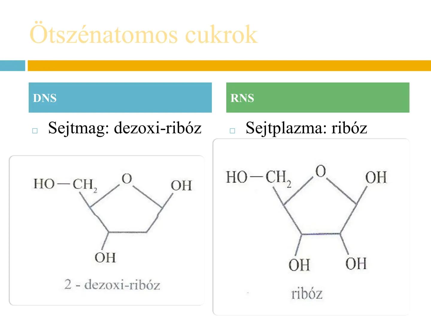 ## NUKLEOTIDOK,
## NUKLEINSAVAK # Nukleotidok
A nukleotidok sokoldalú szerepet játszanak a biológiai
folyamatokban:
- Energiaközvetítők (p