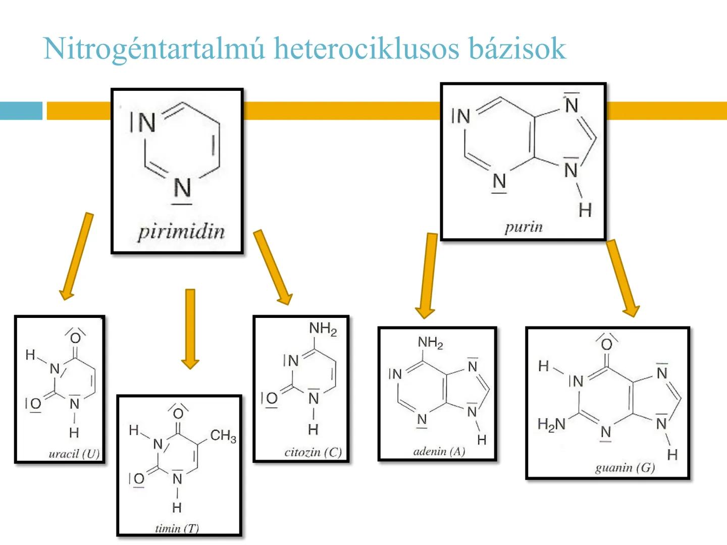## NUKLEOTIDOK,
## NUKLEINSAVAK # Nukleotidok
A nukleotidok sokoldalú szerepet játszanak a biológiai
folyamatokban:
- Energiaközvetítők (p