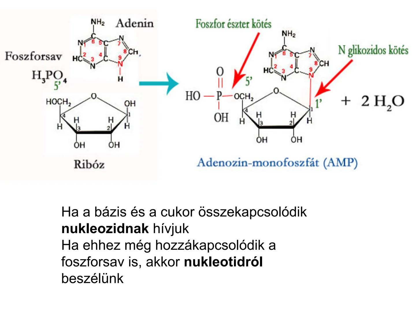 ## NUKLEOTIDOK,
## NUKLEINSAVAK # Nukleotidok
A nukleotidok sokoldalú szerepet játszanak a biológiai
folyamatokban:
- Energiaközvetítők (p
