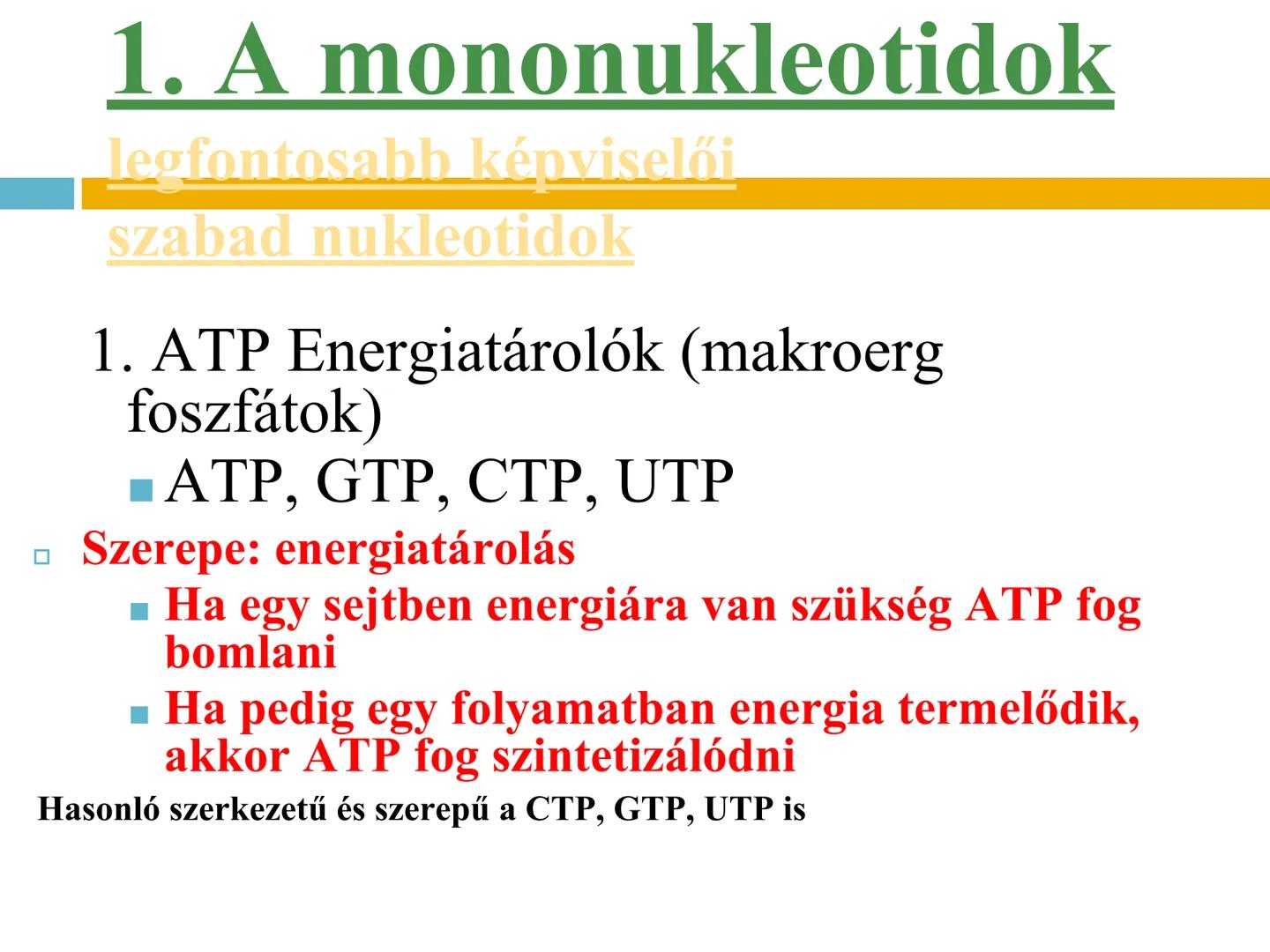 ## NUKLEOTIDOK,
## NUKLEINSAVAK # Nukleotidok
A nukleotidok sokoldalú szerepet játszanak a biológiai
folyamatokban:
- Energiaközvetítők (p