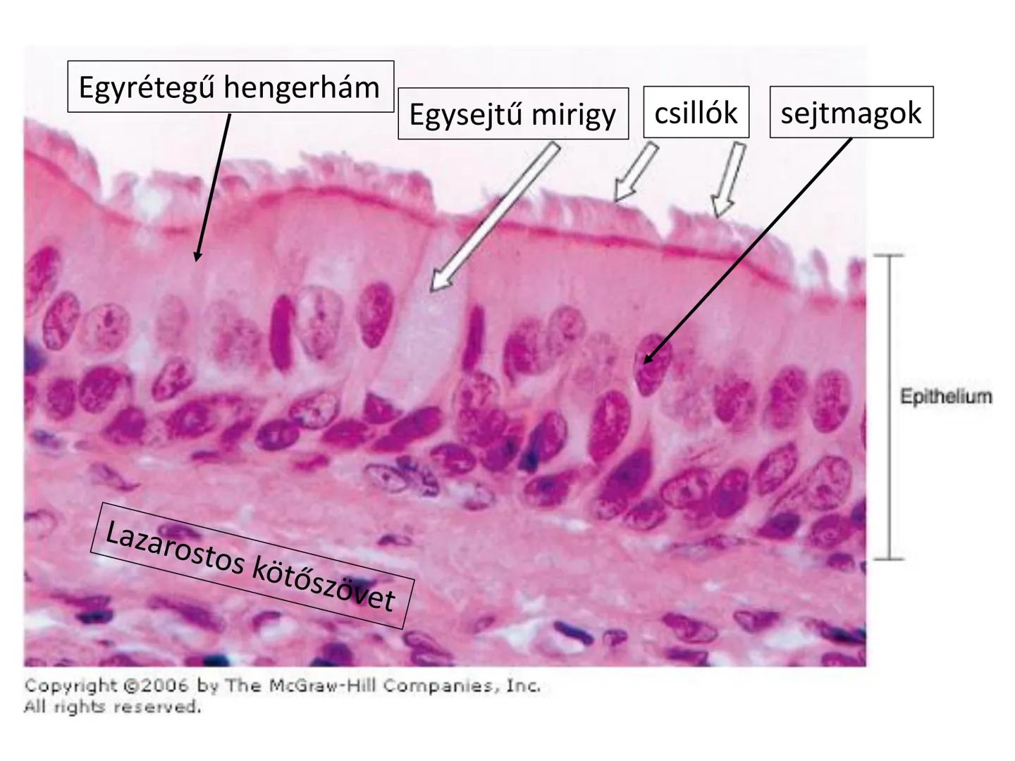 # Állati szövetek
- Hámszövetek
- Kötő- és támasztószövetek
- Izomszövetek
- Idegszövet # Hámszövetek
- Felületeket fednek, lehatárolnak +
