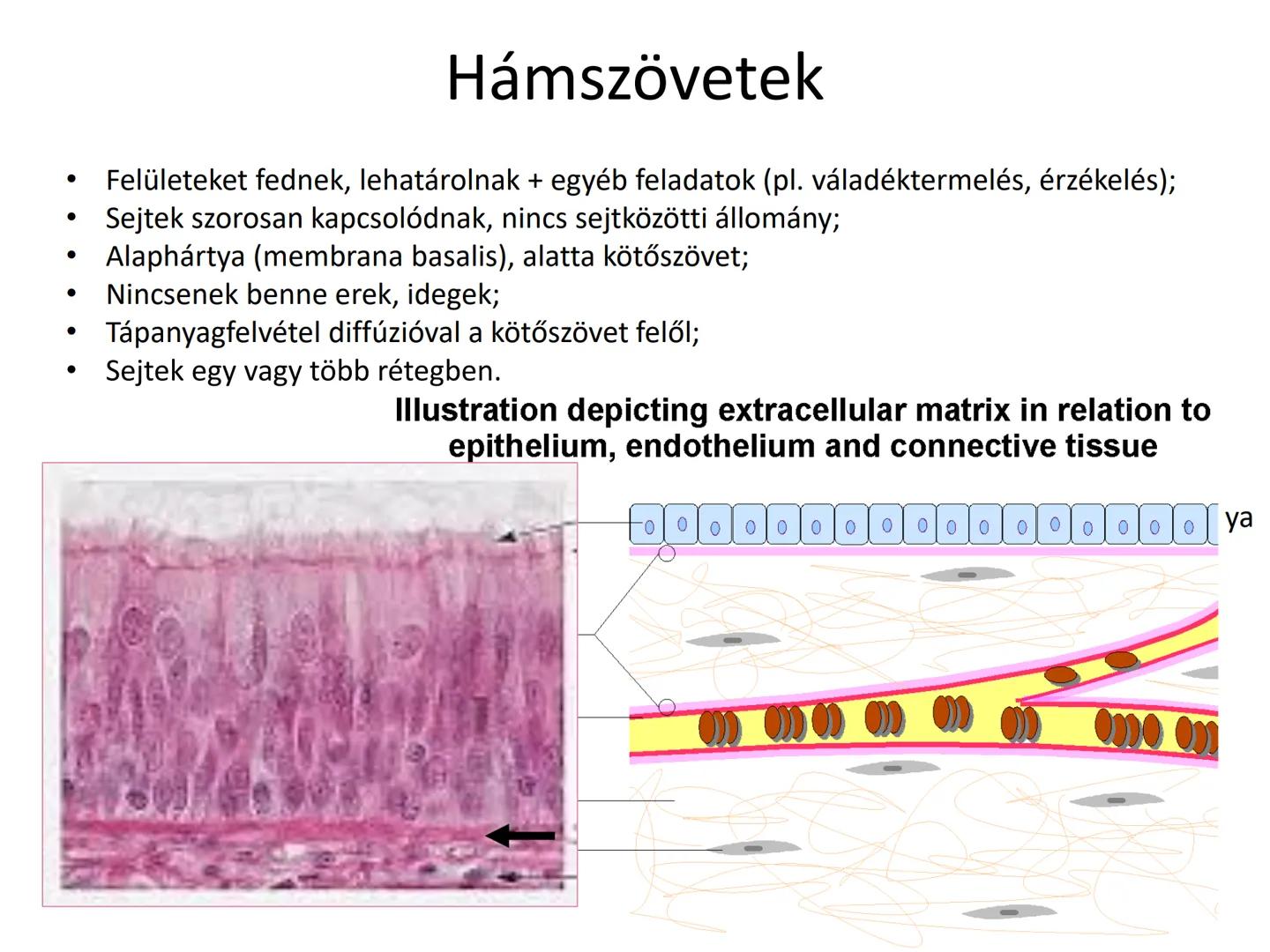 # Állati szövetek
- Hámszövetek
- Kötő- és támasztószövetek
- Izomszövetek
- Idegszövet # Hámszövetek
- Felületeket fednek, lehatárolnak +