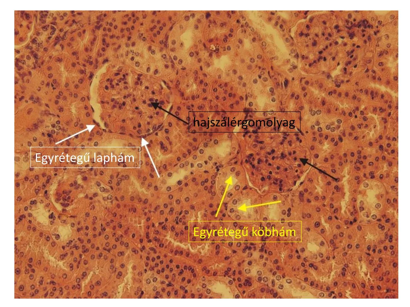 # Állati szövetek
- Hámszövetek
- Kötő- és támasztószövetek
- Izomszövetek
- Idegszövet # Hámszövetek
- Felületeket fednek, lehatárolnak +