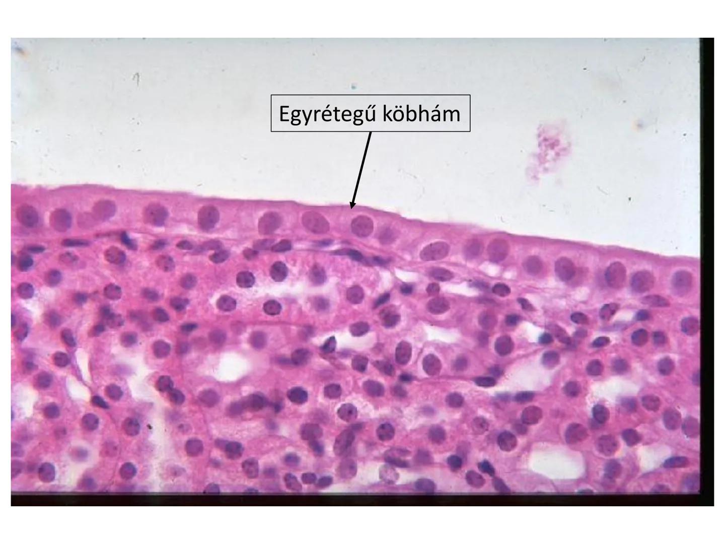 # Állati szövetek
- Hámszövetek
- Kötő- és támasztószövetek
- Izomszövetek
- Idegszövet # Hámszövetek
- Felületeket fednek, lehatárolnak +