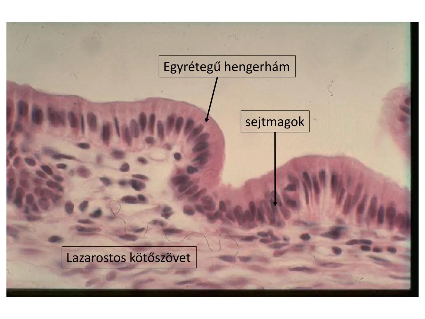 # Állati szövetek
- Hámszövetek
- Kötő- és támasztószövetek
- Izomszövetek
- Idegszövet # Hámszövetek
- Felületeket fednek, lehatárolnak +