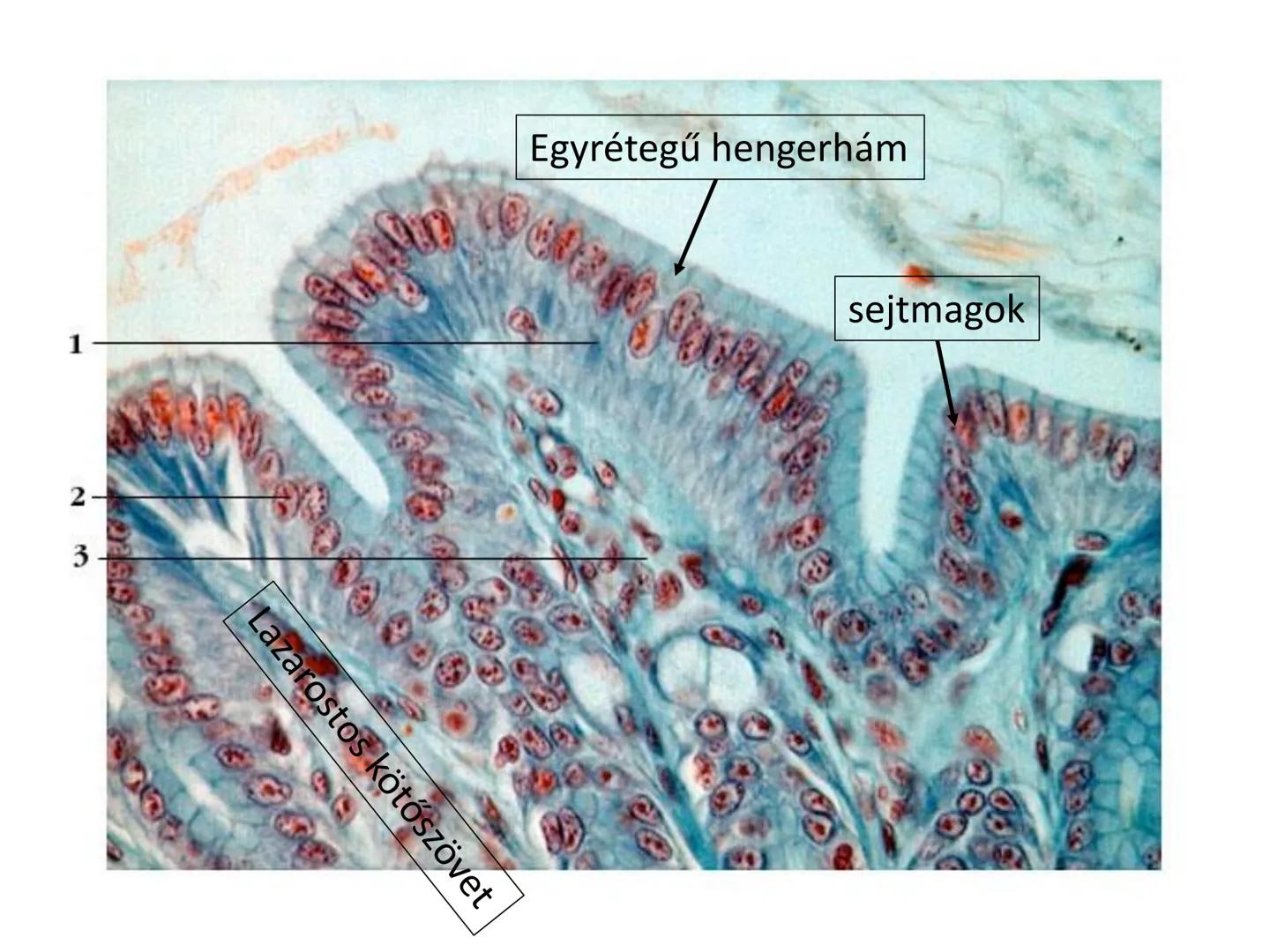 # Állati szövetek
- Hámszövetek
- Kötő- és támasztószövetek
- Izomszövetek
- Idegszövet # Hámszövetek
- Felületeket fednek, lehatárolnak +