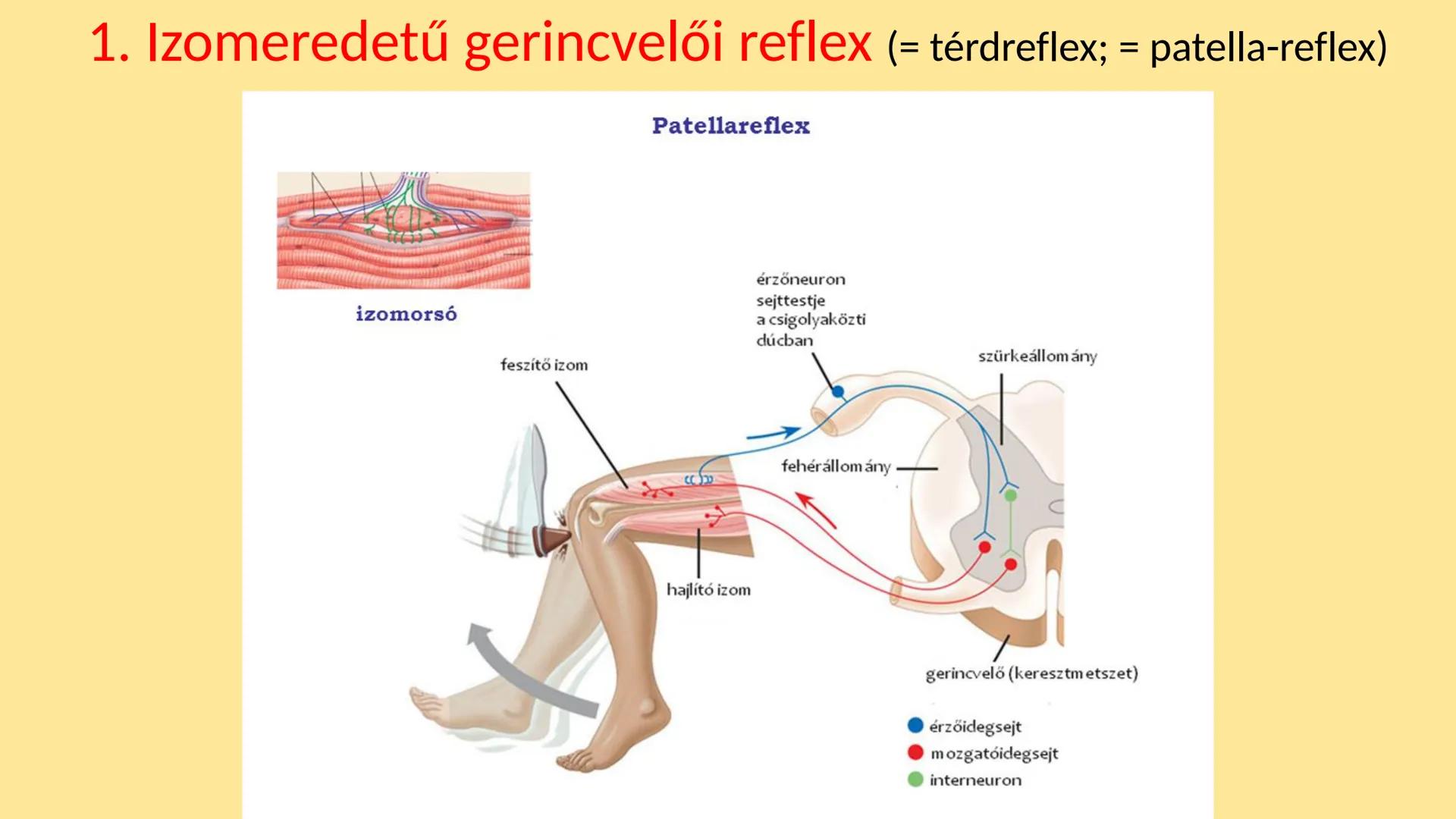 ## Idegrendszer 2. - Gerincvelő
és Agy
Emelt szint 2017. Az idegrendszer általános jellemzése
• Központi idegrendszer: agy és gerincvelő
•
