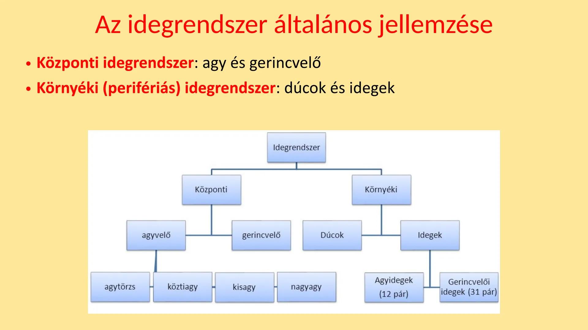 ## Idegrendszer 2. - Gerincvelő
és Agy
Emelt szint 2017. Az idegrendszer általános jellemzése
• Központi idegrendszer: agy és gerincvelő
•