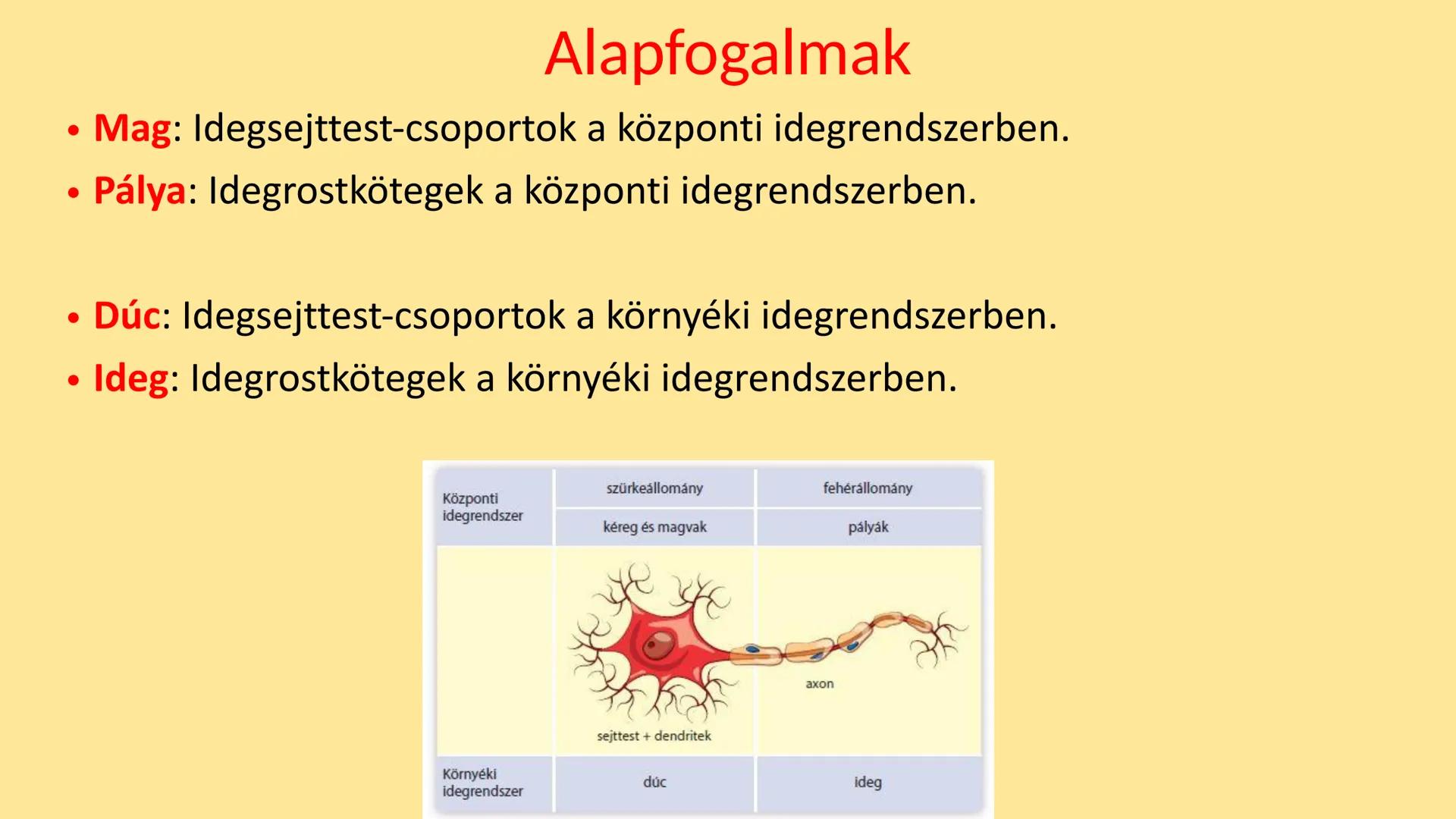 ## Idegrendszer 2. - Gerincvelő
és Agy
Emelt szint 2017. Az idegrendszer általános jellemzése
• Központi idegrendszer: agy és gerincvelő
•