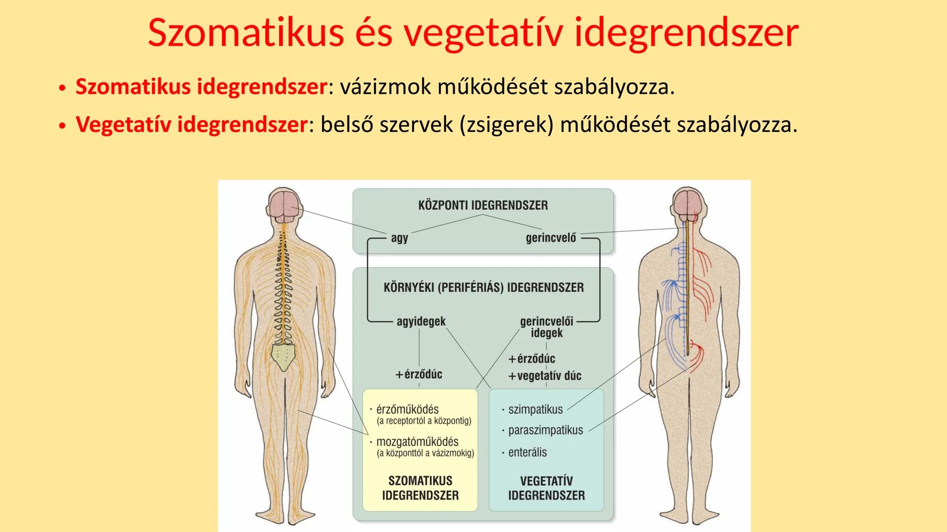 ## Idegrendszer 2. - Gerincvelő
és Agy
Emelt szint 2017. Az idegrendszer általános jellemzése
• Központi idegrendszer: agy és gerincvelő
•
