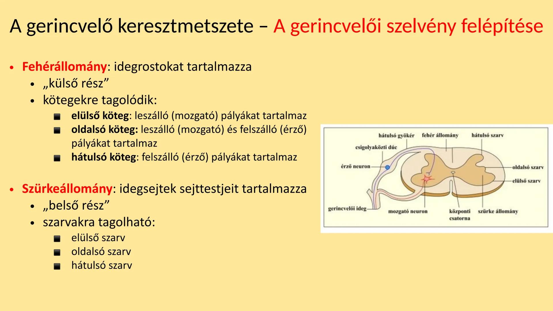 ## Idegrendszer 2. - Gerincvelő
és Agy
Emelt szint 2017. Az idegrendszer általános jellemzése
• Központi idegrendszer: agy és gerincvelő
•