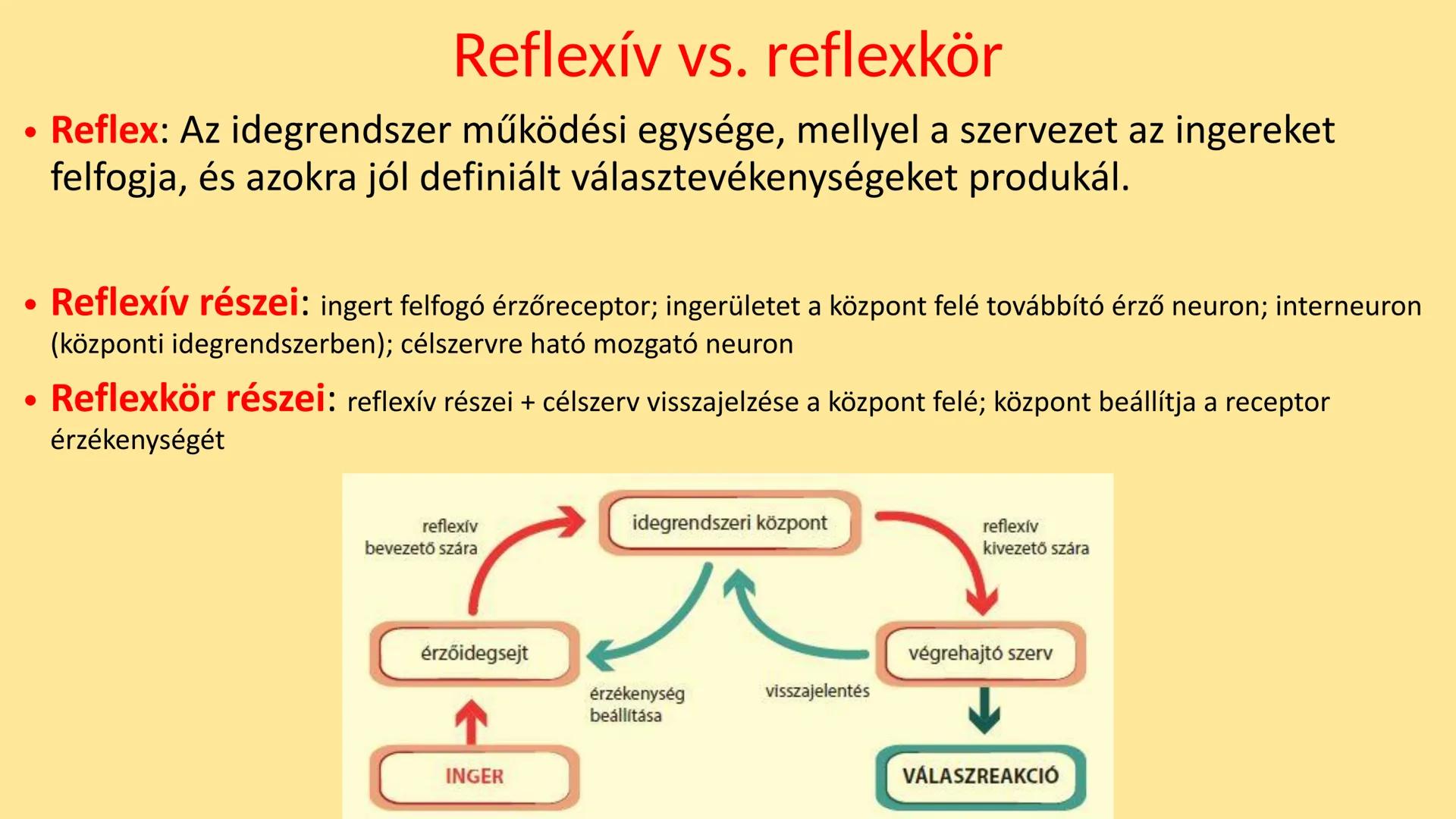 ## Idegrendszer 2. - Gerincvelő
és Agy
Emelt szint 2017. Az idegrendszer általános jellemzése
• Központi idegrendszer: agy és gerincvelő
•