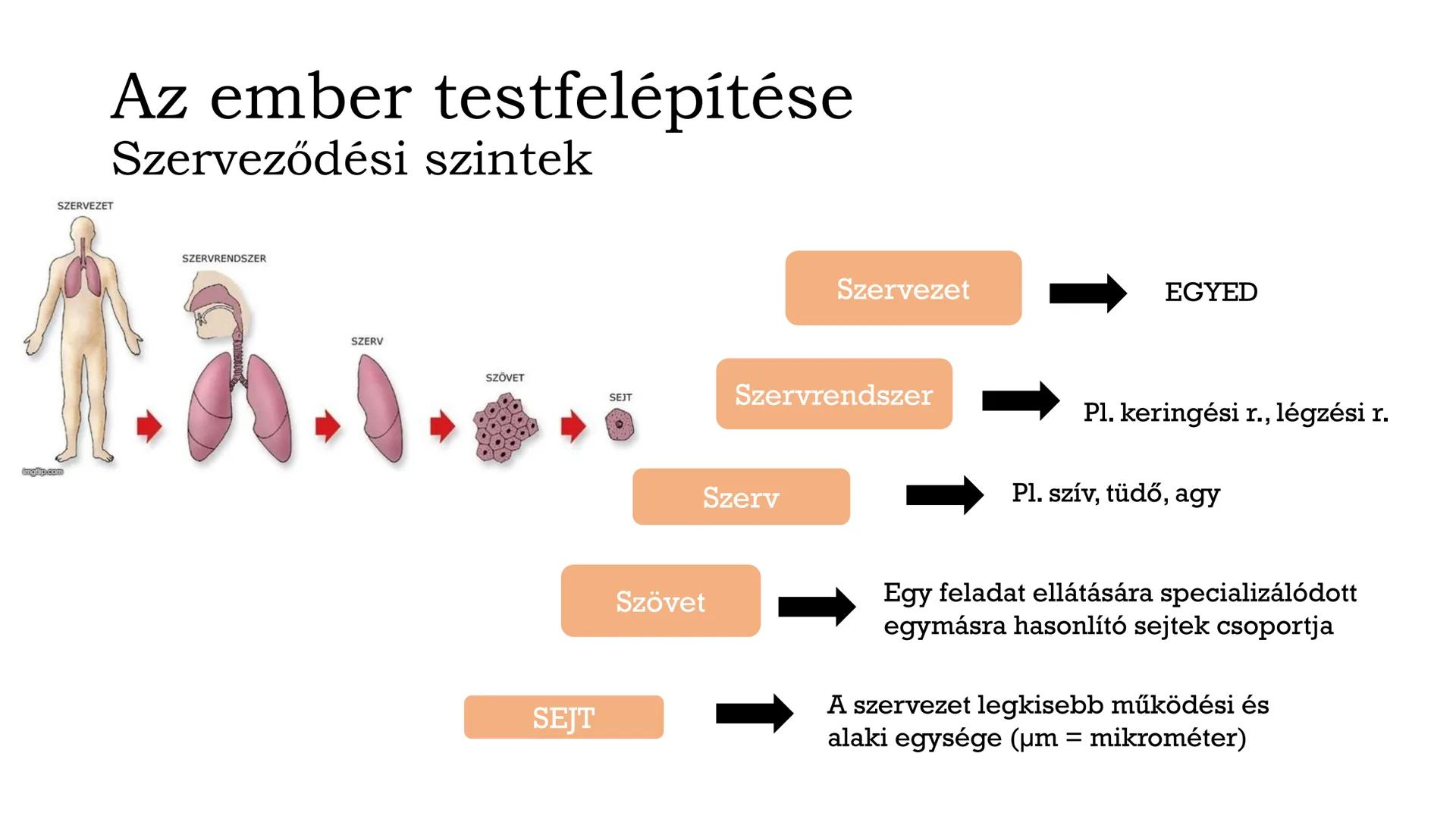 # Biológia
## 8.osztály
VII. Az ember szervezete és működése # Fontos tudnivalók!
• Füzet: A4-es, simalapú (színes ceruza vagy filc)
• Röpd