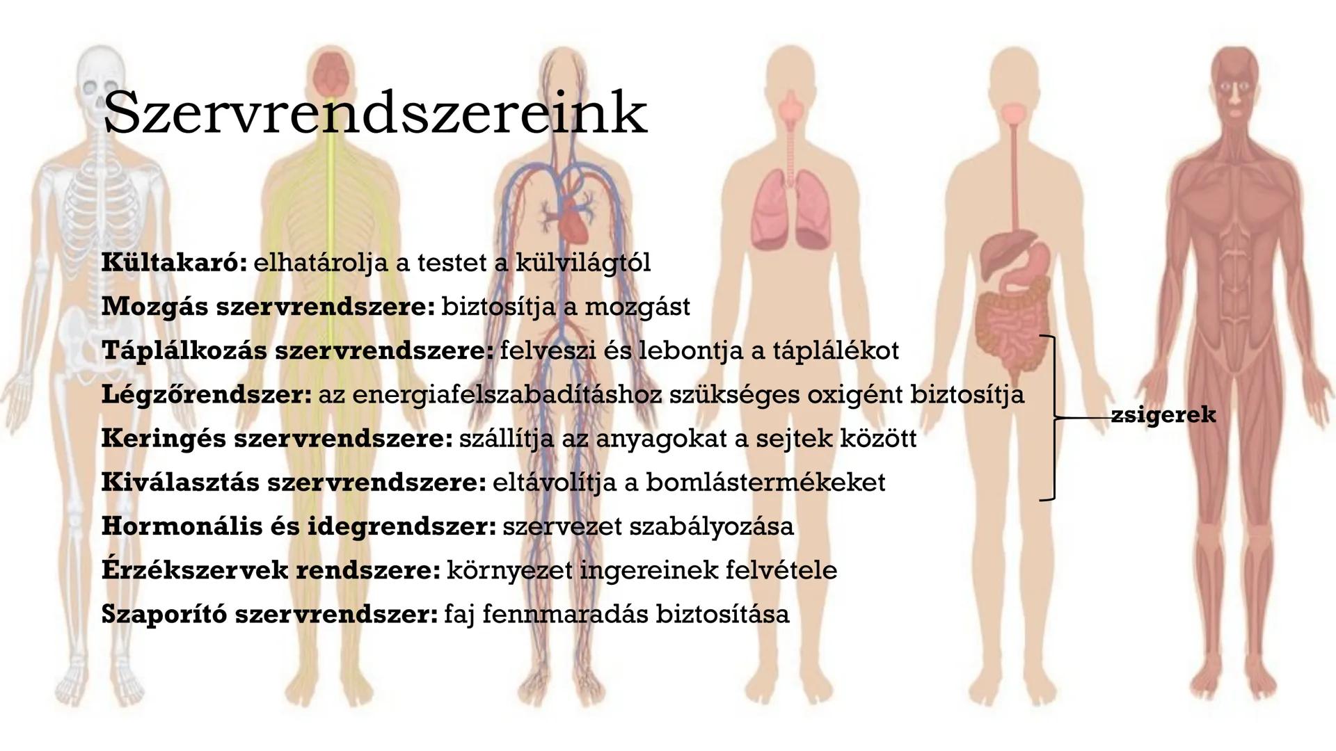 # Biológia
## 8.osztály
VII. Az ember szervezete és működése # Fontos tudnivalók!
• Füzet: A4-es, simalapú (színes ceruza vagy filc)
• Röpd