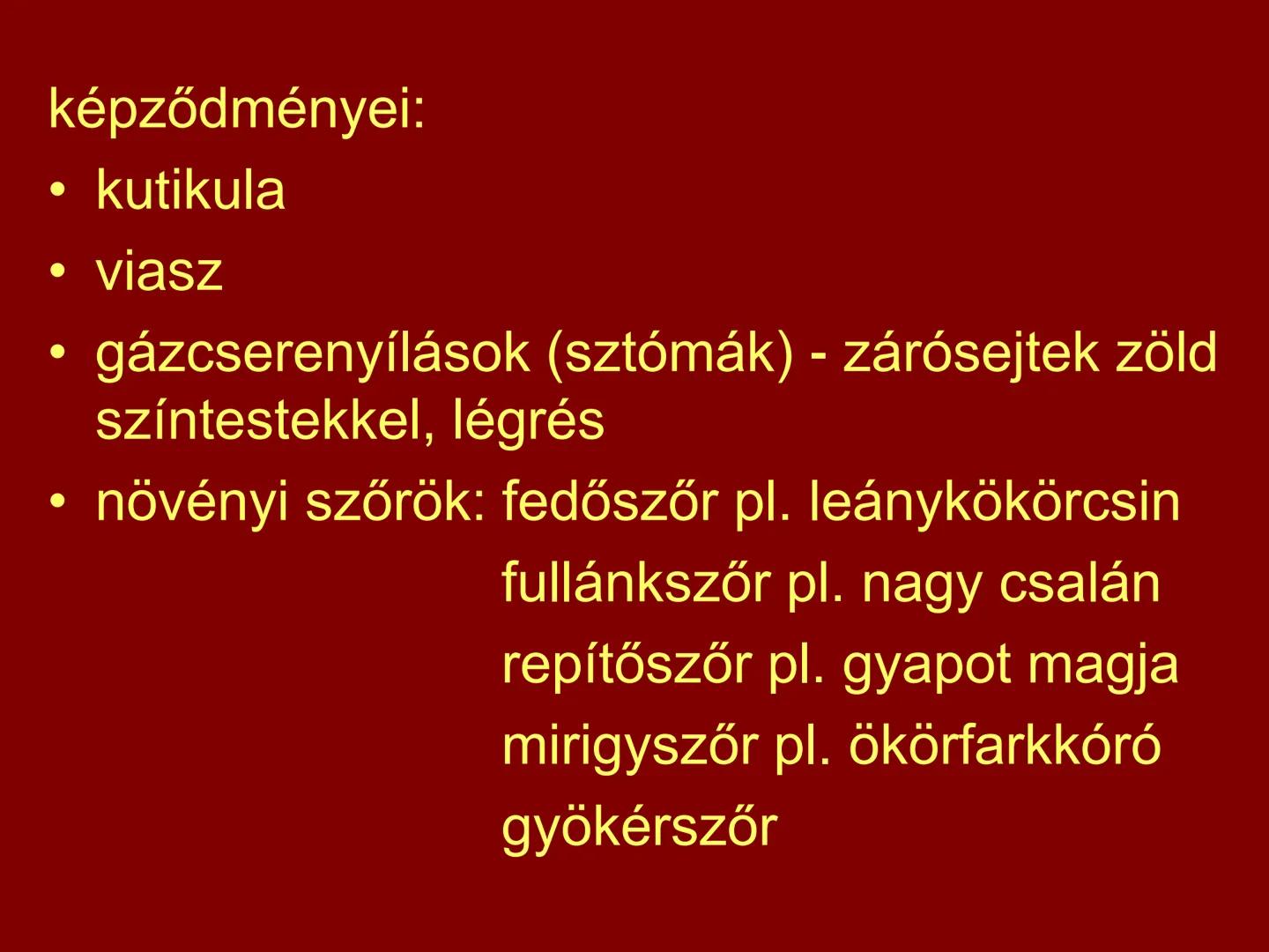 # A növényi szövetek I. Szövet: azonos működésű, azonos alakú,
közös eredetű sejtek csoportja
II. Csoportosítás:
1.) Osztódó szövetek
2.) Ál