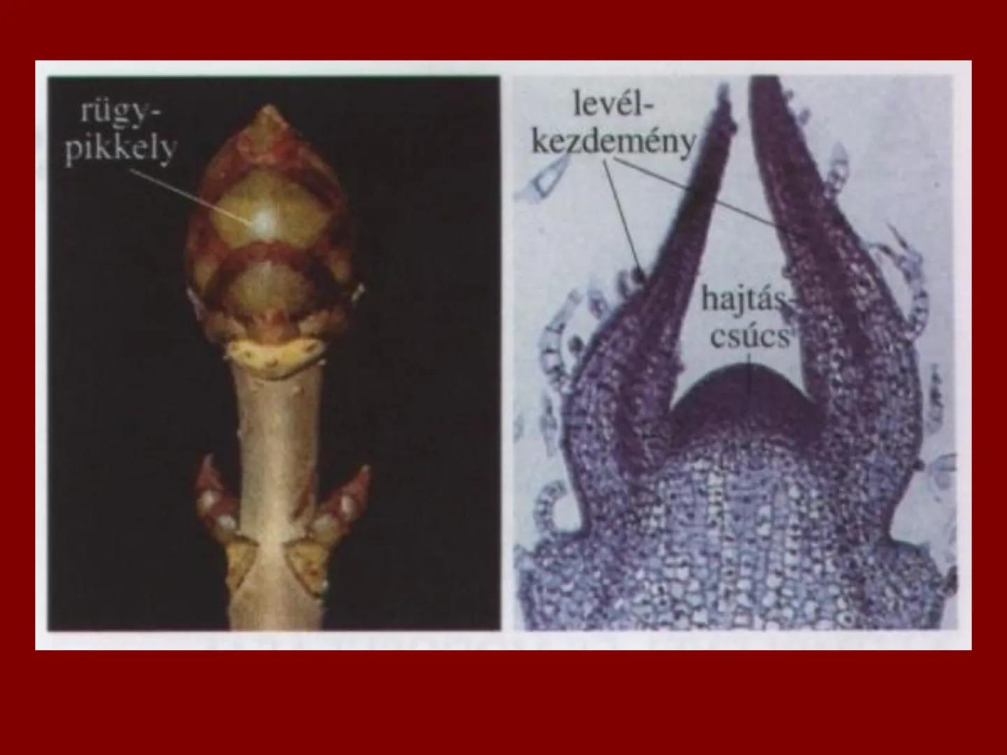 # A növényi szövetek I. Szövet: azonos működésű, azonos alakú,
közös eredetű sejtek csoportja
II. Csoportosítás:
1.) Osztódó szövetek
2.) Ál